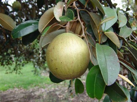 Caribfruits Caïmite Fruits Tropicaux