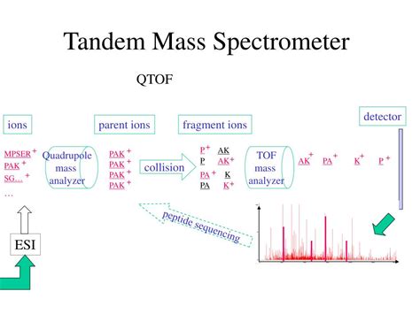 PPT - PEAKS: De Novo Sequencing using Tandem Mass Spectrometry PowerPoint Presentation - ID:3399922