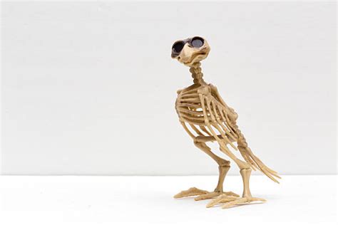 1,100+ Crow Skeleton Stock Photos, Pictures & Royalty-Free Images - iStock