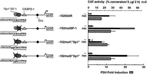 Site Directed Mutations Of The Sp1 Sf 1 Site Do Not Affect The Download Scientific Diagram