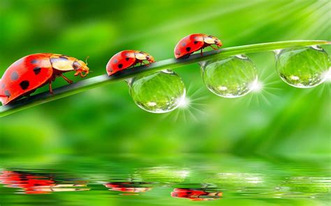 Ladybugs Dew Drops 2560x1600