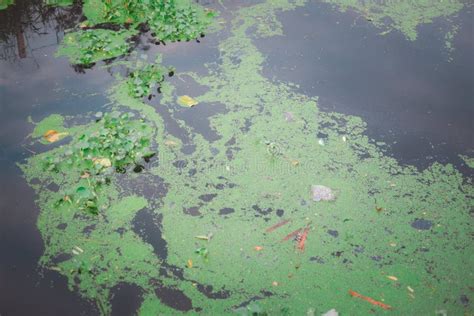 Small Duckweed And Garbage In Canal Stock Image Image Of Cover