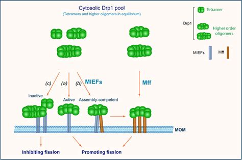 Frontiers The Molecular Assembly State Of Drp1 Controls Its