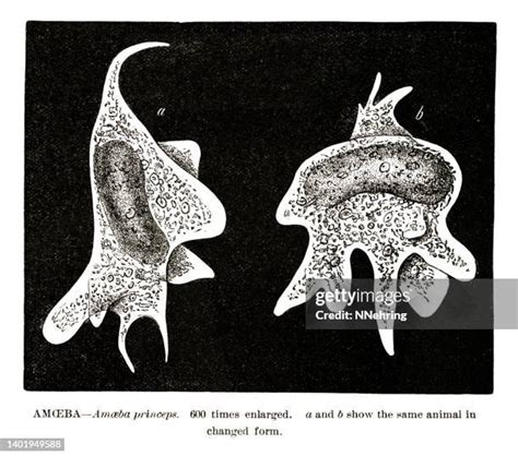 Entamoeba Histolytica Drawing Photos And Premium High Res Pictures Getty Images