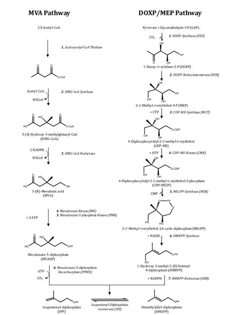 Mva And The Doxp Mep Pathways Overview 44 Download Scientific Diagram