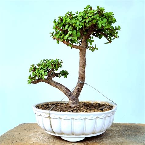 Jade Bonsai Tree Lones Bonsai