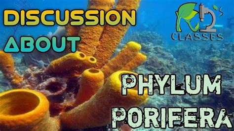 Phylum Porifera Characteristics