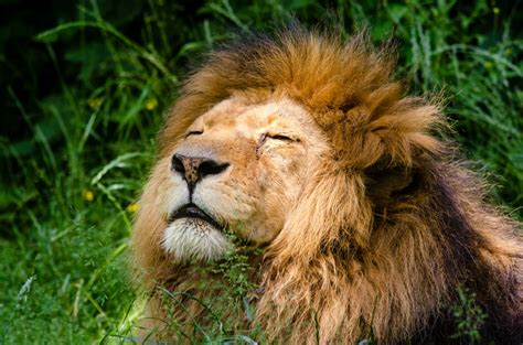 Free Images Grass Adventure Animal Male Wildlife Zoo Mane