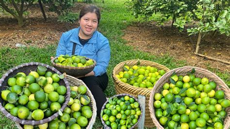 Harvesting Lemons Garden Goes To The Market Sell Gardening YouTube