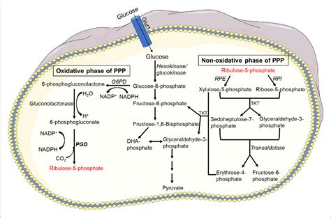 Figure 2 From Physiological And Pathophysiological Roles Of Metabolic