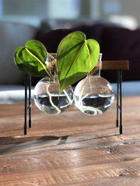 Wooden Plant Stand With Glass Bulb Vase Propagation Station Etsy