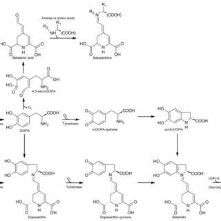 Simple Scheme For The Biosynthetic Pathway Of Betalains Adapted From