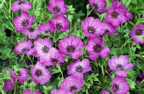 16 Eye Catching Varieties Of Hardy Geranium