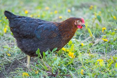 Best Meat Chickens: The Top Options - Rural Living Today