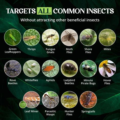 PEST IDENTIFICATION – CatchmasterGRO