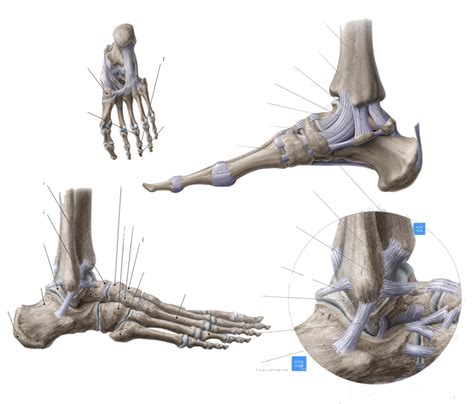 Diagram Of Extrinsic Ankle And Foot Ligaments Quizlet