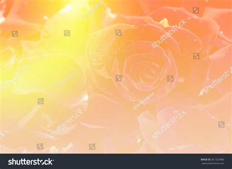 Softness Roses Pastel Color Background Stock Photo 361323986 Shutterstock