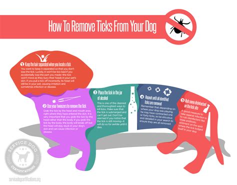 How to remove ticks from your dog | Service Dog Certifications