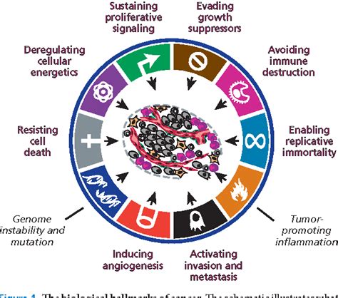 Figure 1 From Biological Hallmarks Of Cancer Semantic Scholar