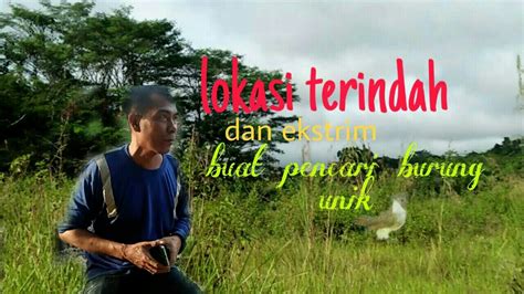 Mencari Tempat Sarang Burung Perci Hutan Kalimantan Youtube