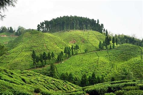 Tea Gardens, Kurseong| Tea Gardens Photos and Timings