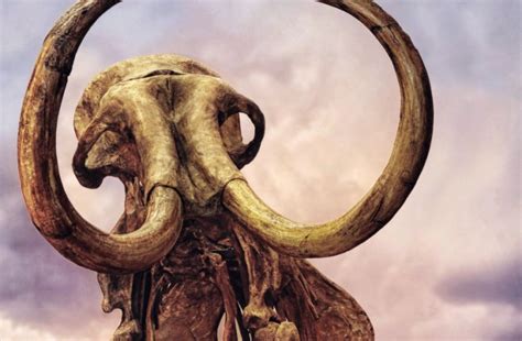 Woolly Mammoth DNA Mutations Piled Up Pre-Extinction | Discover Magazine