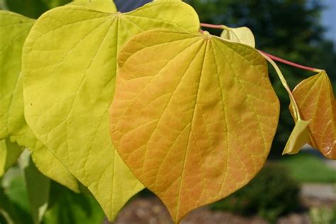 Cercis canadensis 'Hearts of Gold' | Hearts of Gold Redbud | Pea Ridge ...