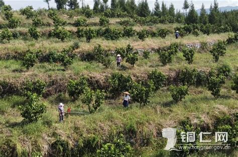 思南：干群齐心共抗旱 引水工程润民心铜仁网