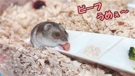 【ハムスター】チキンよりビーフを好むジャンガリアンハムスター【4k】djungarian Hamster Prefers Beef To