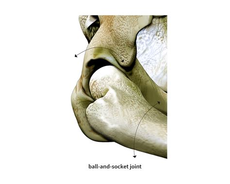 Where Is Ball And Socket Joint Found