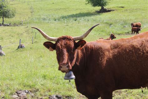 La Vache Salers Site De Maisondelasalers