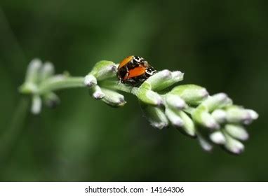 Ladybirds Having Sex Stock Photo 14164306 Shutterstock