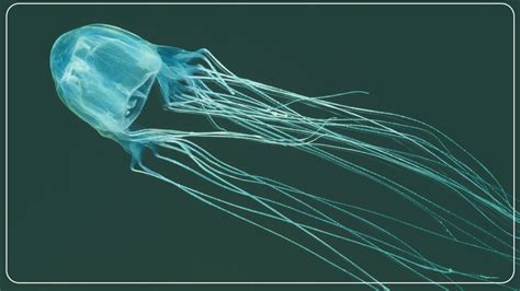 Box Jellyfish Facts You Must Know – sharksinfo.com