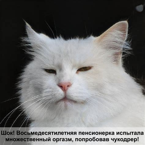 расческа для британских кошек — Postimages