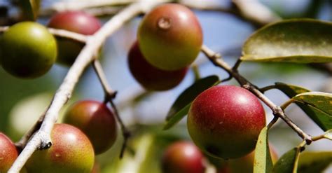 15 frutas que os brasileiros só encontram na Amazônia BOL Fotos BOL