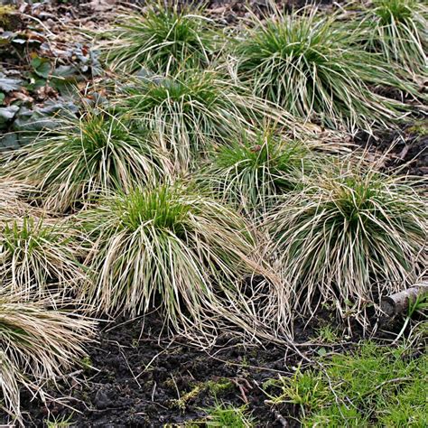 Tufted Hairgrass Seeds Plugs And Pots Turf Online