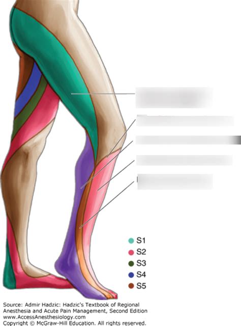 Sensory Distribution Of Lower Extremity Diagram Quizlet