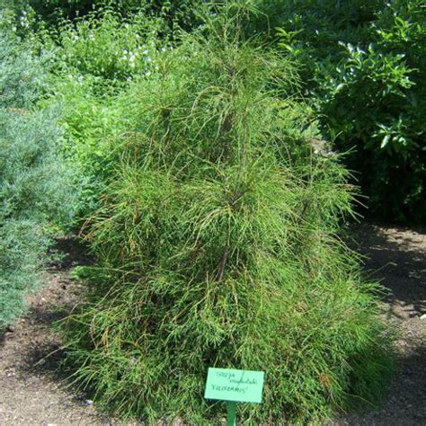 Туя западная Филиформис Thuja occidentalis Filiformis купить тую туя