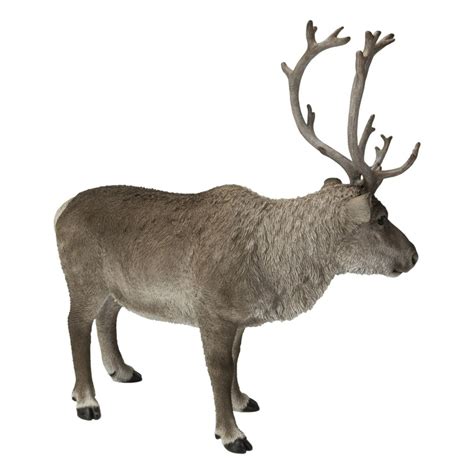 30" Standing Reindeer Outdoor Garden Statue | Christmas Central