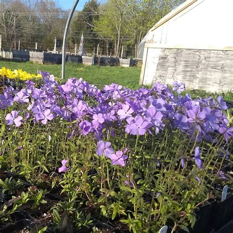 Phlox divaricata 'Blue Moon'