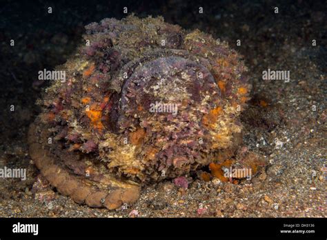 Stonefish Sting Symptoms