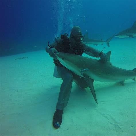 Grand Bahama Shark Dive 2021 - Grand Bahama Island | Viator