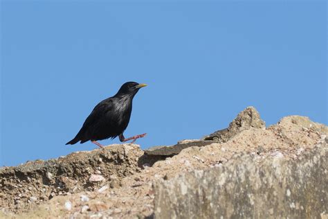 K A Zwarte Spreeuw Spotless Starling Sturnus Unicol Flickr