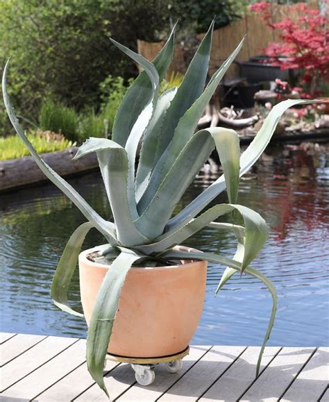 Grosse Agave Agave Americana Kaufen Auf Ricardo