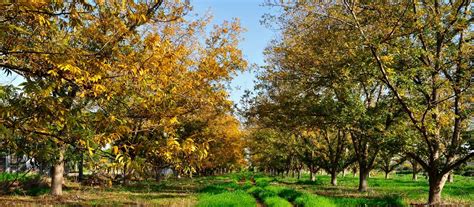 pecan grove southern nuts