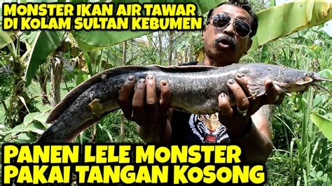 Kolam Ajaib Tanpa Dikasih Makan Ikannya Bisa Segede Ini Youtube