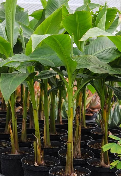 How To Grow Banana Trees In Pots Growing Banana Trees In Pots In A