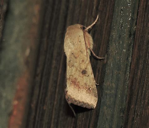 Helicoverpa Armigera Noctuidae Natura Mediterraneo Forum Naturalistico