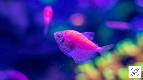 12 Beautiful Fish That Are Pink In Color