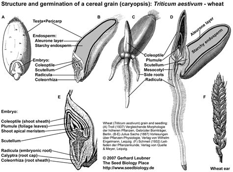 The Seed Biology Place Seed Structure And Anatomy